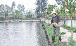 Khát vọng làm giàu trên đồng đất quê hương