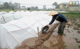 Phúc Thành: Nỗ lực xóa giống lúa dài ngày