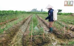 Kiểm soát tốt thị trường thuốc bảo vệ thực vật