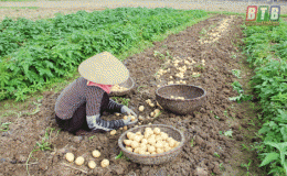 Được mùa khoai tây