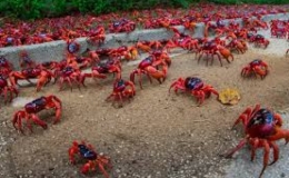 Ngắm cua đỏ di cư và vẻ đẹp hòn đảo đón năm mới sớm nhất thế giới