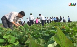 Hiệu quả từ cây khoai lang Nhật