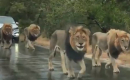 Ô tô tắc nghẽn thành hàng dài để nhường đường cho đàn sư tử đi dạo