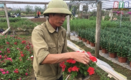 Làng hoa Vũ Chính nhộn nhịp vào xuân