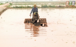 Nam Phú phấn đấu gieo cấy 250ha lúa xuân