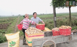 Thu nhập cao từ trồng khoai vụ đông