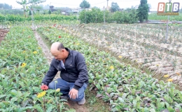 Tỷ phú hoa, cây cảnh
