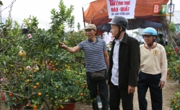 Nhộn nhịp thị trường hoa, cây cảnh ngày tết