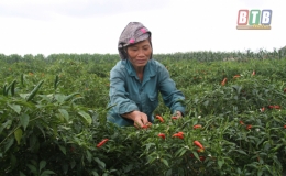 Quỳnh Phụ gieo trồng 6.506ha cây vụ đông