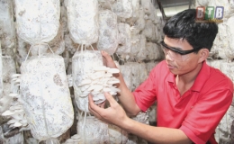 Làm giàu từ trồng nấm