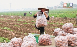 Vũ An: Khoai tây rớt giá