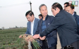 Khảo sát tình hình sản xuất cây rau màu tại xã Thụy An