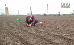 Nông dân Vũ Thư trồng 457 ha lạc xuân