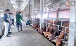 Tích tụ ruộng đất xu thế tất yếu của nông nghiệp