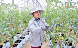 Nông nghiệp vượt khó