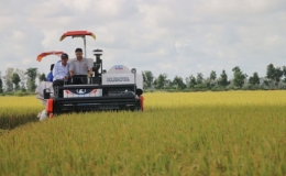 60 tấn gạo Việt đầu tiên nhập khẩu vào Anh theo UKVFTA