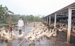 Anh Ánh nuôi vịt thu tiền tỷ
