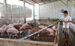 Giá lợn hơi liên tục tăng giá