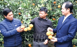 Làm giàu từ trồng cam