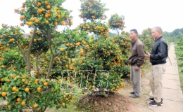 Rộn ràng quất tết Đông Hòa