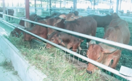 Tăng cường chống đói, rét cho vật nuôi