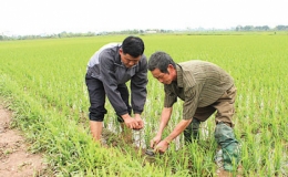 Tăng cường công tác phòng, chống chuột bảo vệ sản xuất và đời sống của nhân dân