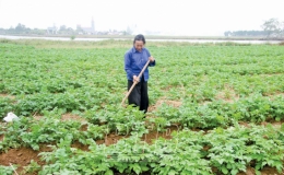Vân Trường: Duy trì ổn định diện tích khoai tây vụ đông