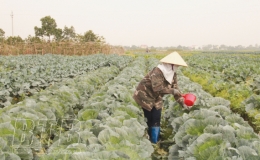 An Châu: Vụ đông thắng lợi