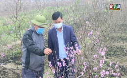 Đào đẹp, người trồng vẫn giảm thu vì dịch Covid-19