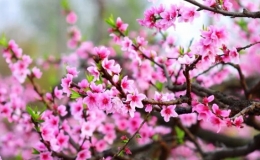 Dự báo thời tiết tết Nguyên đán Nhâm Dần khu vực Thái Bình (từ ngày 01/02 - 06/02/2022)