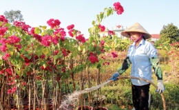 Hoa nở trên đất trũng