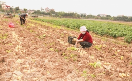 Mê Linh: Được mùa, được giá khoai tây