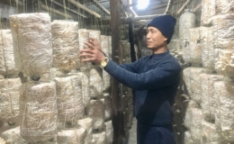 Người nông dân làm giàu từ trồng nấm sò