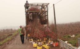 Người trồng thất thu vì giá đào giảm do dịch Covid-19