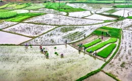 Nhiều địa phương cơ bản lấy đủ nước gieo cấy