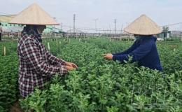 Nông dân Thành phố: Giúp nhau phát triển kinh tế