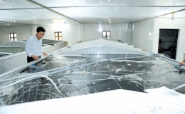 Phát triển nuôi tôm công nghệ cao