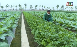 Quỳnh Hải: Người trồng rau lo lắng vì giá thấp dịp giáp tết