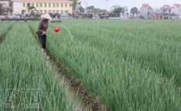 Thái Thụy:Phát triển sản phẩm OCOP
