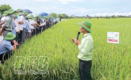 ThaiBinh Seed đồng hành cùng người nông dân mới