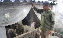 Tiền Hải: Chủ động phòng, chống rét cho gia súc, gia cầm