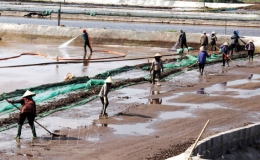 Tiền Hải: Phát triển nuôi ngao giống