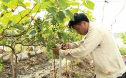 Triển vọng cây nho hạ đen