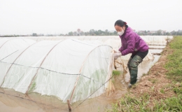Mùa xuân trên cánh đồng