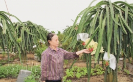 Những nông dân “có gan làm giàu”