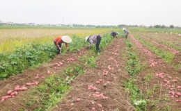 Thu hoạch khoai tây ở Vũ Lễ