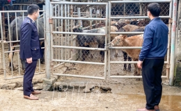 Thúc đẩy phát triển chăn nuôi