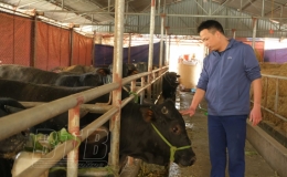 Triển vọng mô hình nuôi bò 3B