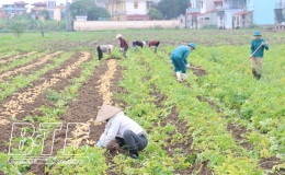 Cây khoai tây trên đất Trọng Quan