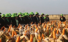Công nhận lưu hành giống ngô TBM189